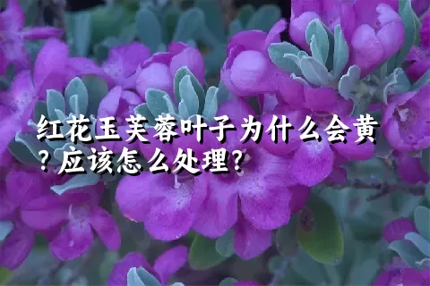 红花玉芙蓉叶子为什么会黄？应该怎么处理？