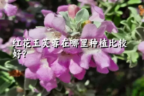 红花玉芙蓉在哪里种植比较好？