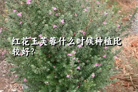 红花玉芙蓉什么时候种植比较好？