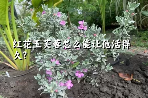 红花玉芙蓉怎么能让他活得久？