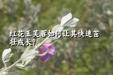 红花玉芙蓉如何让其快速茁壮成长？