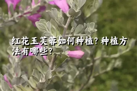 红花玉芙蓉如何种植？种植方法有哪些？