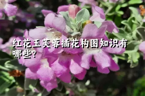 红花玉芙蓉插花构图知识有哪些？