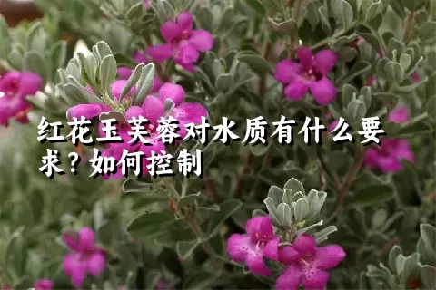 红花玉芙蓉对水质有什么要求？如何控制