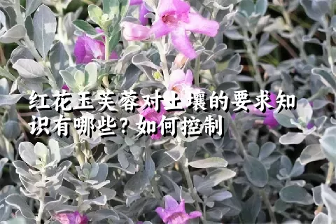 红花玉芙蓉对土壤的要求知识有哪些？如何控制