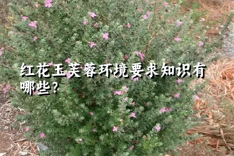 红花玉芙蓉环境要求知识有哪些？