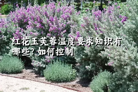 红花玉芙蓉温度要求知识有哪些？如何控制