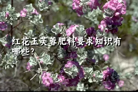 红花玉芙蓉肥料要求知识有哪些？