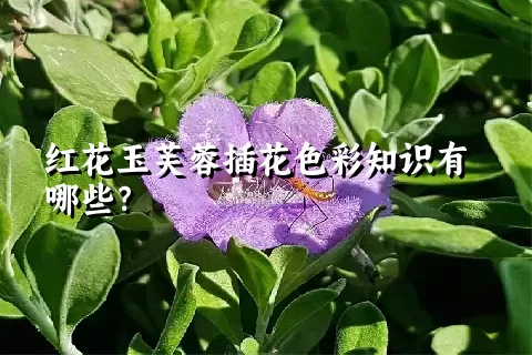 红花玉芙蓉插花色彩知识有哪些？