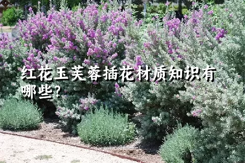 红花玉芙蓉插花材质知识有哪些？