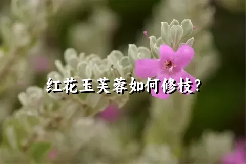 红花玉芙蓉如何修枝？