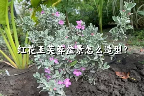 红花玉芙蓉盆景怎么造型？