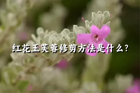 红花玉芙蓉修剪方法是什么？