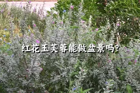 红花玉芙蓉能做盆景吗？