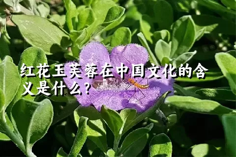 红花玉芙蓉在中国文化的含义是什么？