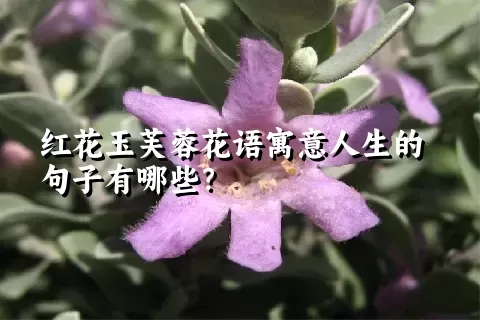 红花玉芙蓉花语寓意人生的句子有哪些？