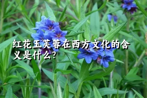 红花玉芙蓉在西方文化的含义是什么？