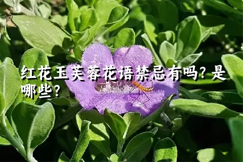 红花玉芙蓉花语禁忌有吗？是哪些？