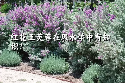 红花玉芙蓉在风水学中有知识？