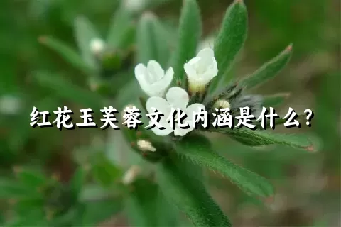 红花玉芙蓉文化内涵是什么？