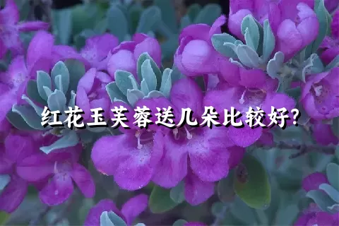 红花玉芙蓉送几朵比较好？