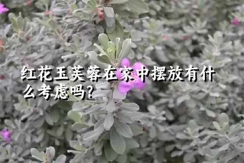 红花玉芙蓉在家中摆放有什么考虑吗？