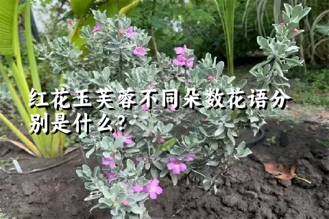 红花玉芙蓉不同朵数花语分别是什么？