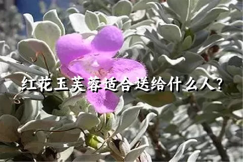 红花玉芙蓉适合送给什么人？