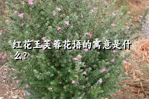 红花玉芙蓉花语的寓意是什么？