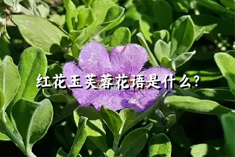 红花玉芙蓉花语是什么？