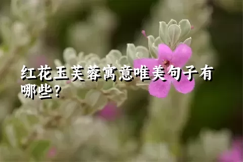 红花玉芙蓉寓意唯美句子有哪些？