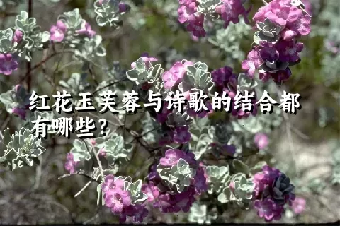 红花玉芙蓉与诗歌的结合都有哪些？