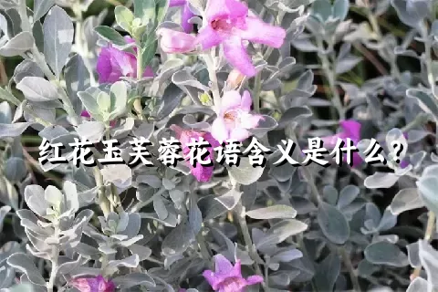 红花玉芙蓉花语含义是什么？