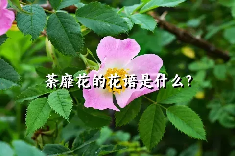 荼靡花的花语是什么？