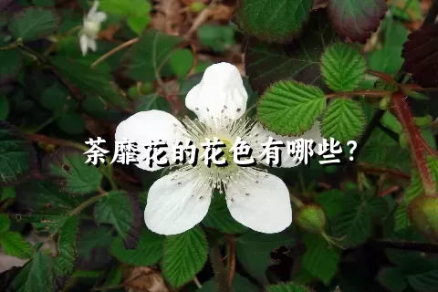 荼靡花的花色有哪些？