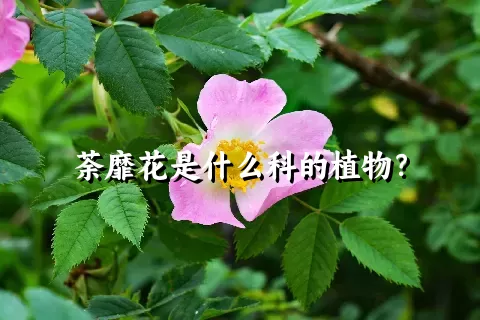 荼靡花是什么科的植物？