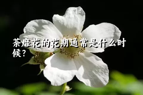 荼靡花的花期通常是什么时候？