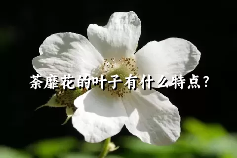 荼靡花的叶子有什么特点？