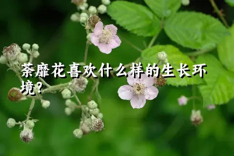 荼靡花喜欢什么样的生长环境？