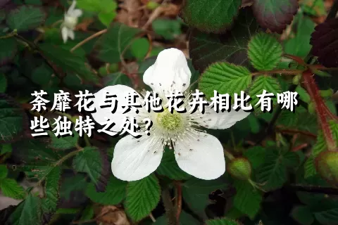 荼靡花与其他花卉相比有哪些独特之处？