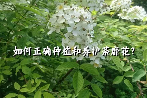 如何正确种植和养护荼靡花？