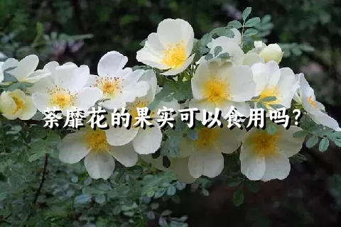 荼靡花的果实可以食用吗？