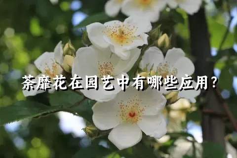 荼靡花在园艺中有哪些应用？