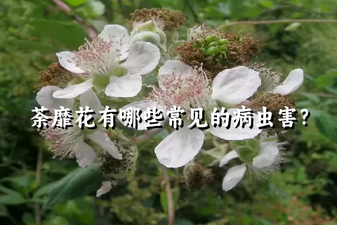 荼靡花有哪些常见的病虫害？