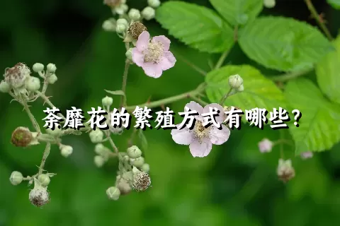 荼靡花的繁殖方式有哪些？