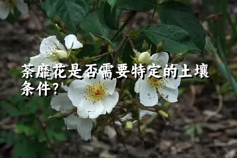 荼靡花是否需要特定的土壤条件？