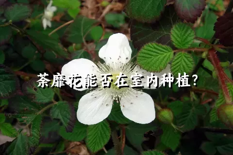 荼靡花能否在室内种植？