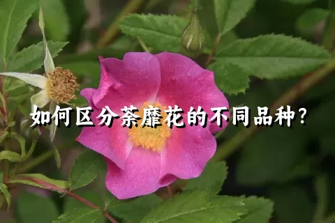 如何区分荼靡花的不同品种？