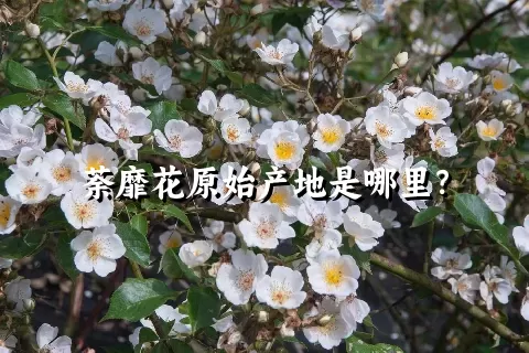 荼靡花原始产地是哪里？