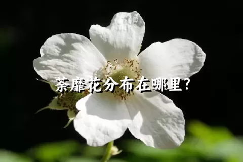 荼靡花分布在哪里?